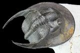 Harpes (Scotoharpes) Trilobite Prepared Free-Standing #86017-5
